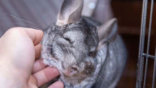 chinchilla